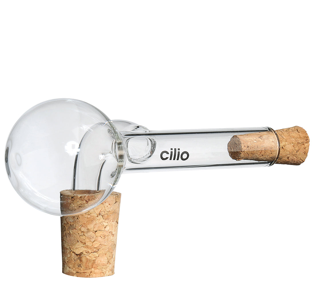 Cilio kaatonokka lasi